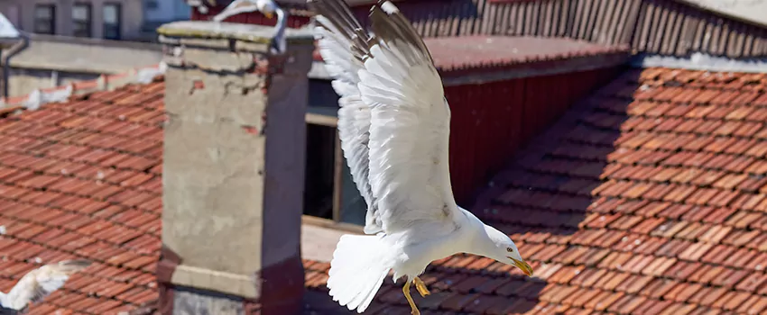 Residential Chimney Animal Removal Solution in Alafaya, FL