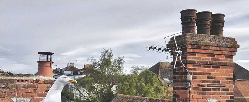 Chimney Cleaning And Restoration in Alafaya, Florida